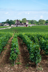 Fototapeta na wymiar Green walled grand cru and premier cru vineyards with rows of pinot noir grapes plants in Cote de nuits, making of famous red Burgundy wine in Burgundy region of eastern France.