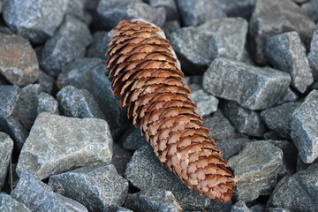 Pinecone