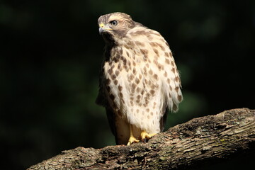 Predator 1