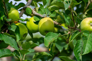 Young green apples growing on apple trees on orchards in Provence, France