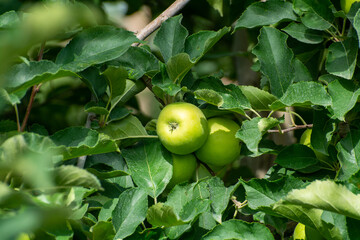 Young green apples growing on apple trees on orchards in Provence, France