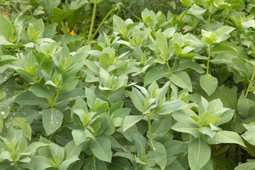 Closeup shot of Snow-on-the-mountain Euphorbia marginata plants