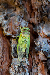 Symbol of Provence, 1 day young cicada orni insect sits on tree close-up