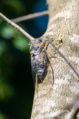 Symbol of Provence, cicada orni insect sits on tree close-up