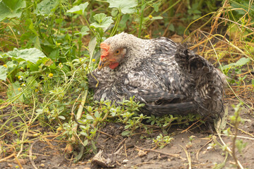 Closeup shot of a young chicken in nature