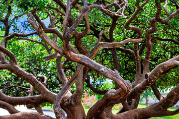 Branches of an old olive tree