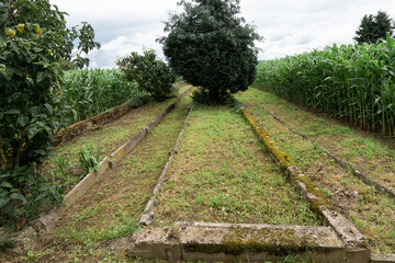 Frühbeet zur Anzucht von Tabakpflanzen in der Pfalz