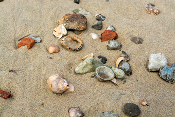 Fototapeta na wymiar Seashells on yellow sandy beach in small Belgian town Knokke-Heist, luxury vacation destination, summer holidays