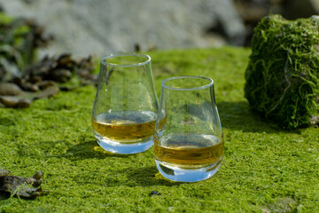 Tasting of single malt or blended Scotch whisky and seabed at low tide with green algae and stones on background, private whisky tours in Scotland, UK