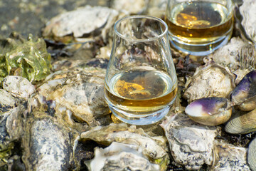 Tasting of single malt or blended Scotch whisky and seabed at low tide with algae, stones and oysters on background, private whisky tours in Scotland, UK
