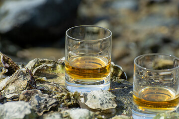 Tasting of single malt or blended Scotch whisky and seabed at low tide with algae, stones and oysters on background, private whisky tours in Scotland, UK