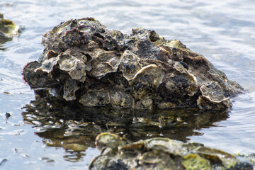 Wild creuse oysters shellfish growing on stones in salted water of Oesterschelde during low tide, Zeeland, Netherlands