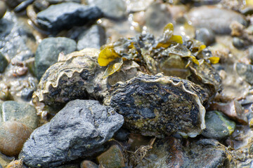 Wild creuse oysters shellfish growing on stones in salted water of Oesterschelde during low tide, Zeeland, Netherlands