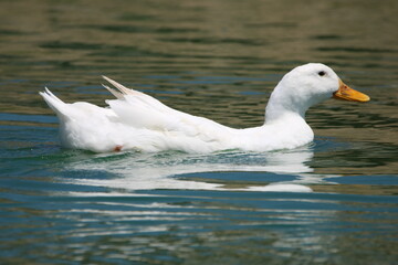 Goose 1