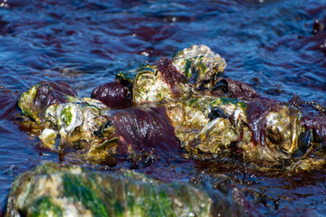 Wild creuse oysters shellfish growing on stones in salted water of Oesterschelde during low tide, Zeeland, Netherlands