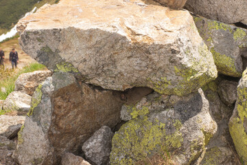 A mouse under a rock found on a mountain trail in the Tatra National Park in Poland