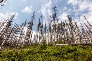 Fototapeta premium Dry trees in the Tatra National Park in Poland, the area of the Koscieliska Valley