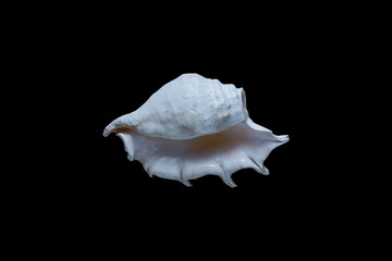 large seashell isolated on black background