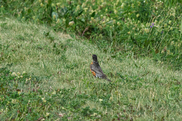 An American Robin in the Grass
