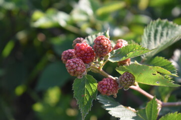 Blackberries
