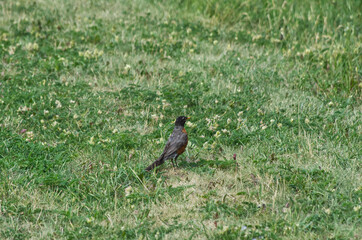 An American Robin in the Grass