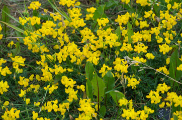 Yellow Flowers blooming in the Wild