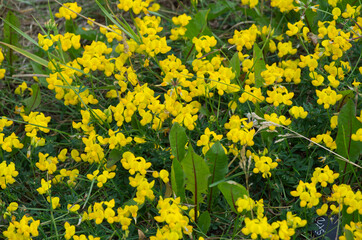 Obraz premium Yellow Flowers blooming in the Wild