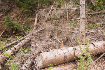 Ecological damage, in the lower parts of the Tatra Mountains