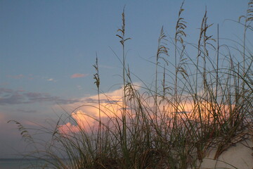 Sea Grass Oats