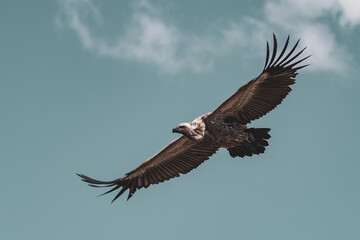 Fototapeta na wymiar Cape Griffon Vulture soaring high above the clouds, wings flared and head tucked. 