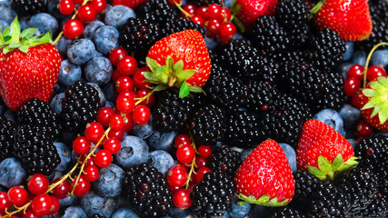 Blackberry, raspberry, blueberry,  red currant and mint background.