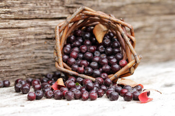 aronia berries into cornucopia basket