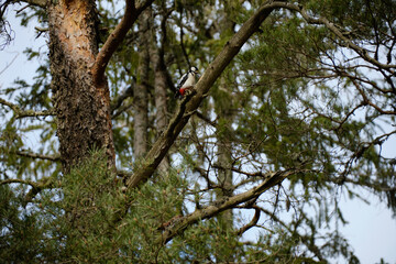 woodpecker in the tree