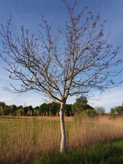Dry tree
