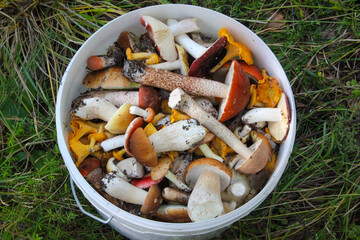 Bucket of fine edible forest mushrooms