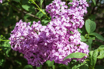 Lovely lilac under the sun