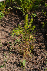 plant in the ground