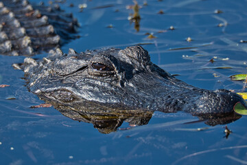Closeup shot of a black alligator in the water in a sunny weather © Carlos Ayestas/Wirestock