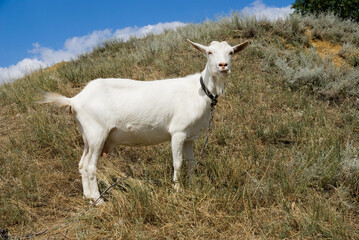 Obraz na płótnie Canvas White goat on the slope