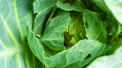 Fototapeta na wymiar green cabbage close up