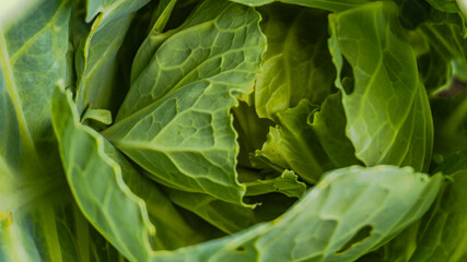 fresh green cabbage