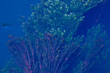 Fototapeta na wymiar colorful seaweed in the pond top vie