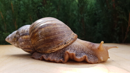 The giant Achatina snail is the largest land mollusk that crawls slowly . in the background, greenery and summer