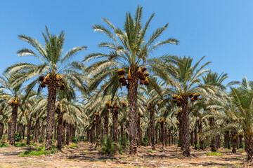Fototapeta na wymiar Palm trees loaded with ripe dates near the Sea of Galilee in Israel 