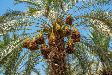 Fototapeta na wymiar Palm trees loaded with ripe dates near the Sea of Galilee in Israel 