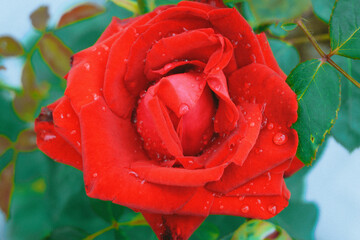 Una rosa de color rojo, con tallo verde, hojas verdes y un fondo desenfocado