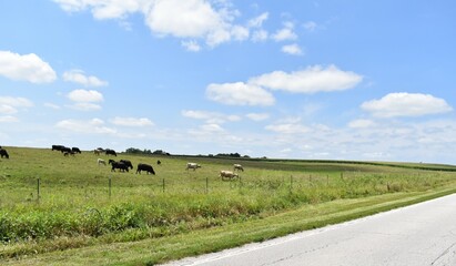 Cows in a Field