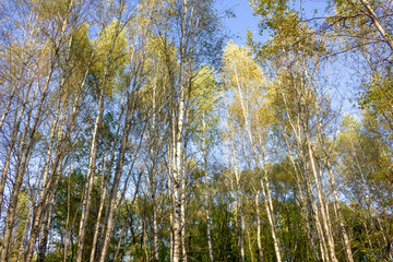 Tall birch trees against the blue sky