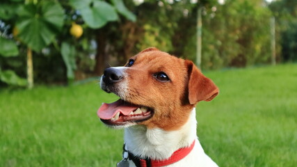 pies, dog, Jack Russell Terrier © jarizPJ