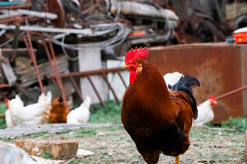 A red rooster walks around the yard where the chickens graze